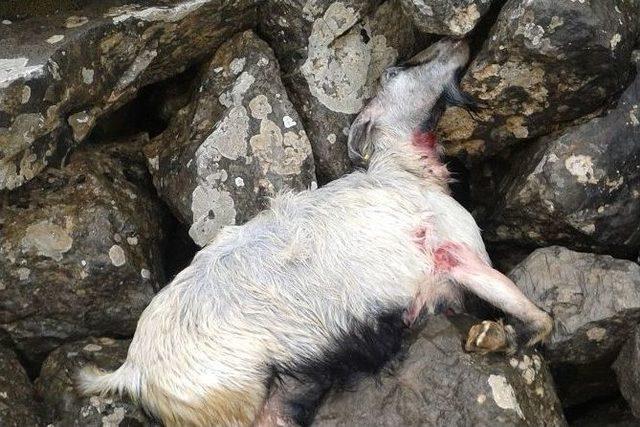 Yaban Hayvanları Ke&ccedil;i S&uuml;r&uuml;s&uuml;n&uuml; Telef Etti 1