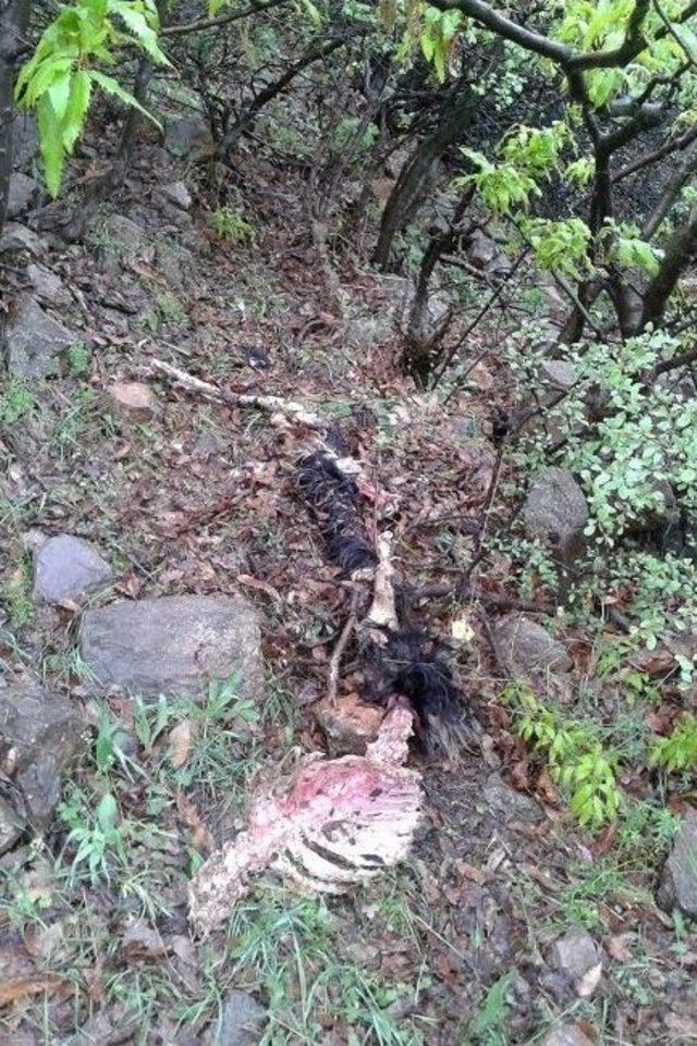 Yaban Hayvanları Ke&ccedil;i S&uuml;r&uuml;s&uuml;n&uuml; Telef Etti 2