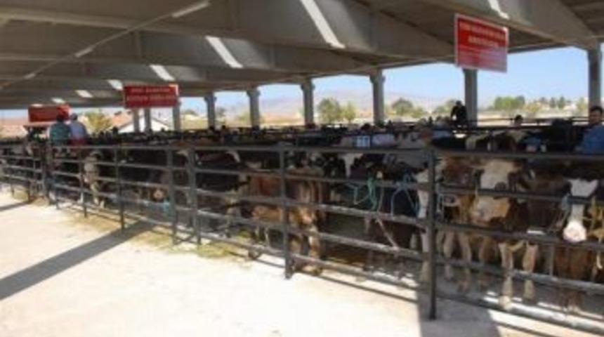 Bolvadin Hayvan Pazarı &ldquo;şap&rdquo; Hastalığı Nedeni İle Kapatıldı