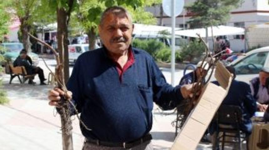 Ceviz Fidanı Sipariş Etti, Kuru Dal Par&ccedil;aları Geldi