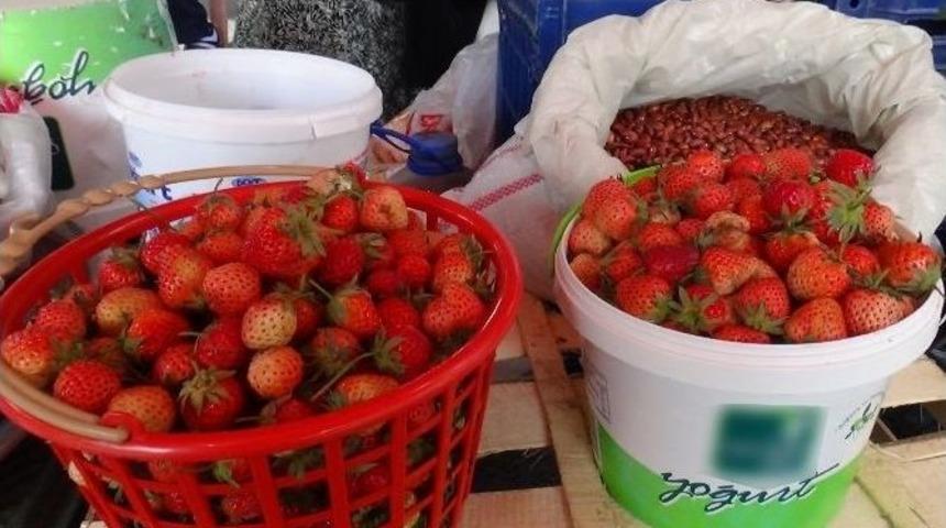 Kdz. Ereğli’de Yerli Çilek Pazara İndi