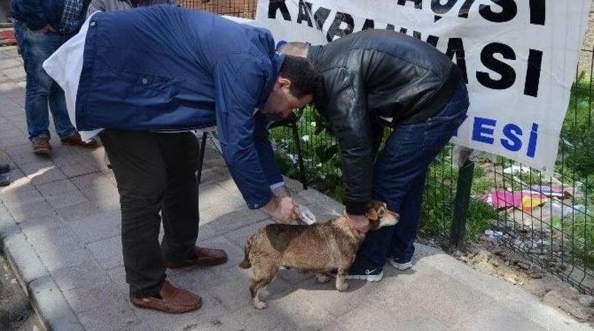 Belediyeden K&ouml;peklere &Uuml;cretsiz Kuduz Aşısı