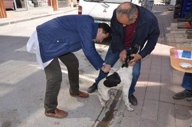 Belediyeden Köpeklere Ücretsiz Kuduz Aşısı