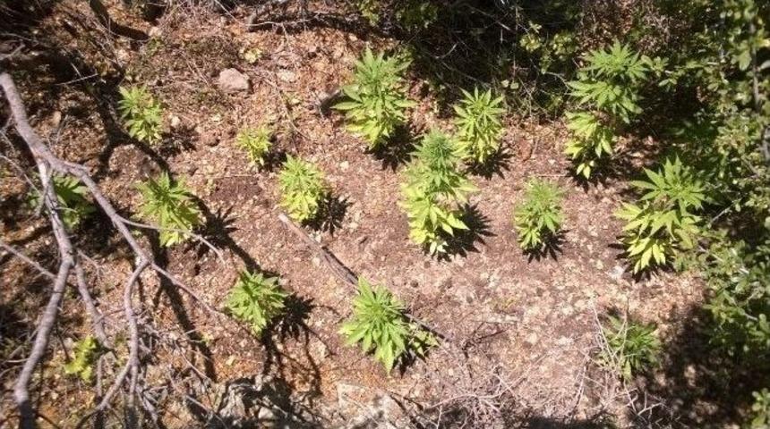 Jandarma&rsquo;dan Kenevir Baskını