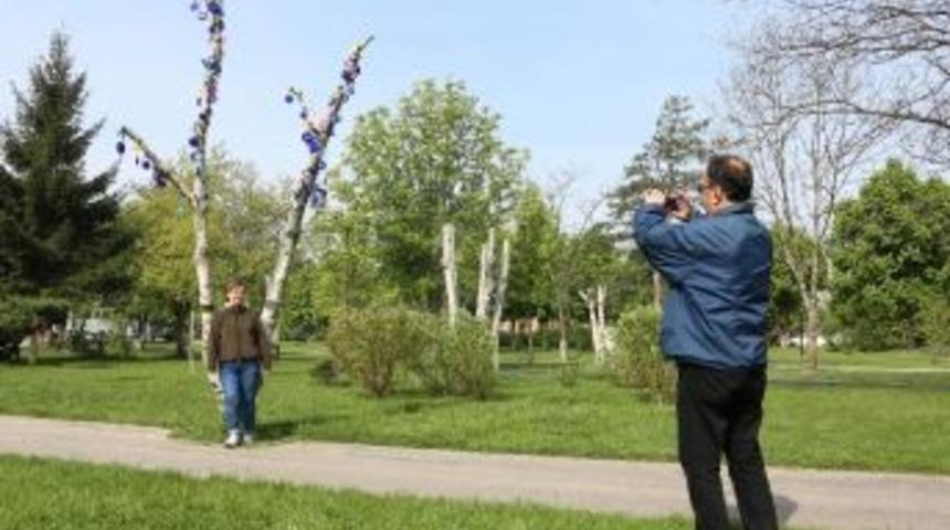 Bolu&rsquo;da Kuruyan İki Ağa&ccedil; Nazar Boncuklarıyla S&uuml;slendi