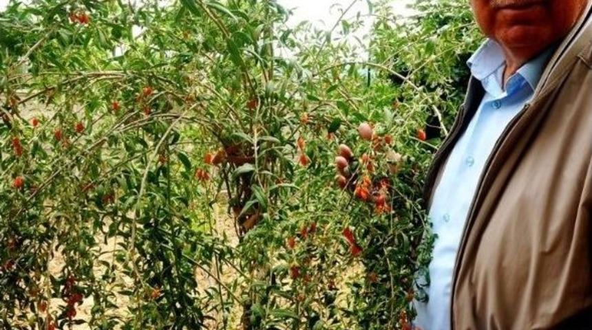 &Ccedil;in&rsquo;in Mutluluk Meyvesi Sarıg&ouml;l&rsquo;de Yetiştirildi