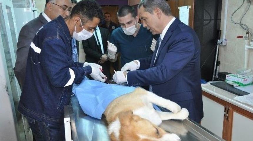 Doktor Başkan Hasta K&ouml;peği Ameliyat Etti