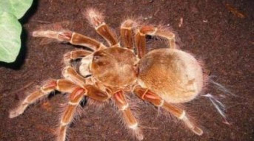 D&uuml;nyanın En B&uuml;y&uuml;k &Ouml;r&uuml;mceği Aqua Vega Adrenalin D&uuml;nyası&rsquo;nda