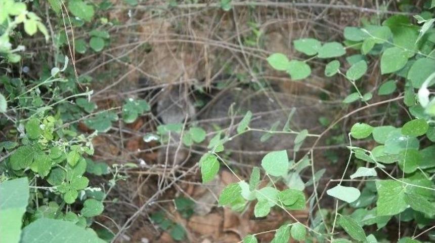 Yaralı Yaban Domuzu İğne İle Uyutuldu