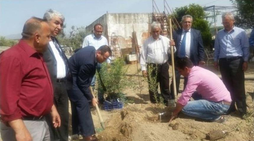 Aydın&rsquo;da Zeytin Yetiştiriciliğinde İlk Damızlık Ana&ccedil;lık Kuruldu