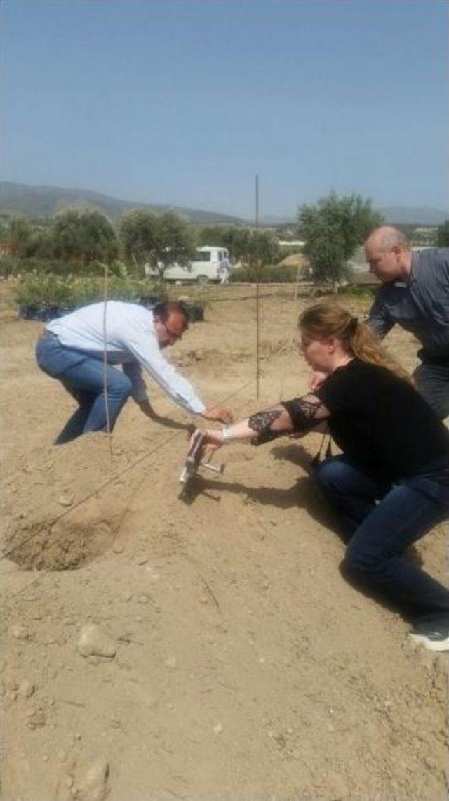 Aydın’da Zeytin Yetiştiriciliğinde İlk Damızlık Anaçlık Kuruldu