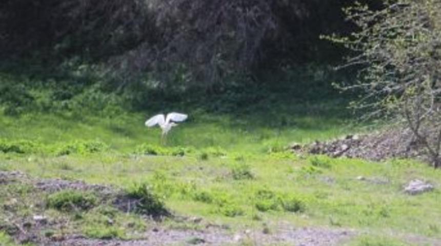 Ak Balık&ccedil;ıl Kuşları Hakkari&rsquo;de G&ouml;r&uuml;nt&uuml;lendi