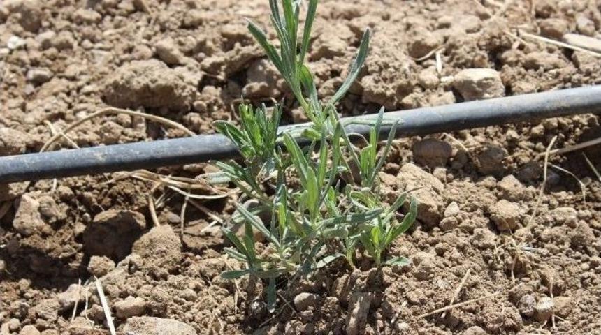 Fo&ccedil;a&rsquo;da Lavanta Bitkisi İ&ccedil;in &Ouml;zel Proje