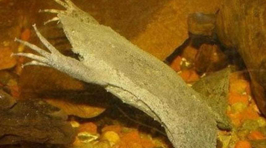 B&ouml;ylesini hi&ccedil; g&ouml;rmediniz!