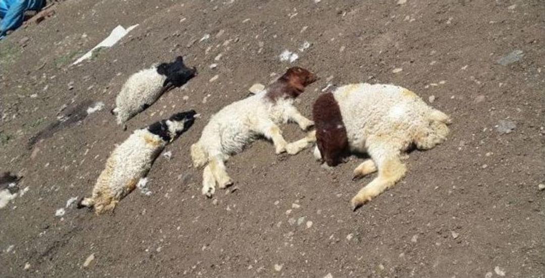 İslahiye&rsquo;de Şap Salgını