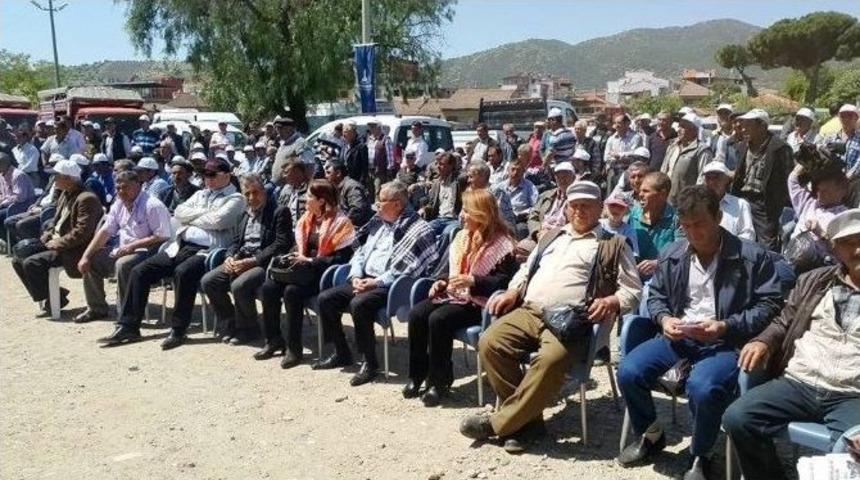 İzmir Büyükşehir Kiraz’da İkinci Kez Koyun Keçi Dağıttı