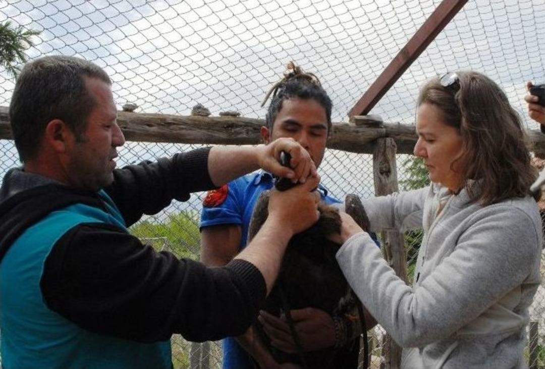 Verici Takılan Akbabalar, Doğaya Salındı