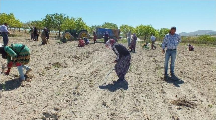 Şanlıurfa&rsquo;da Karpuz Ekimi Başladı
