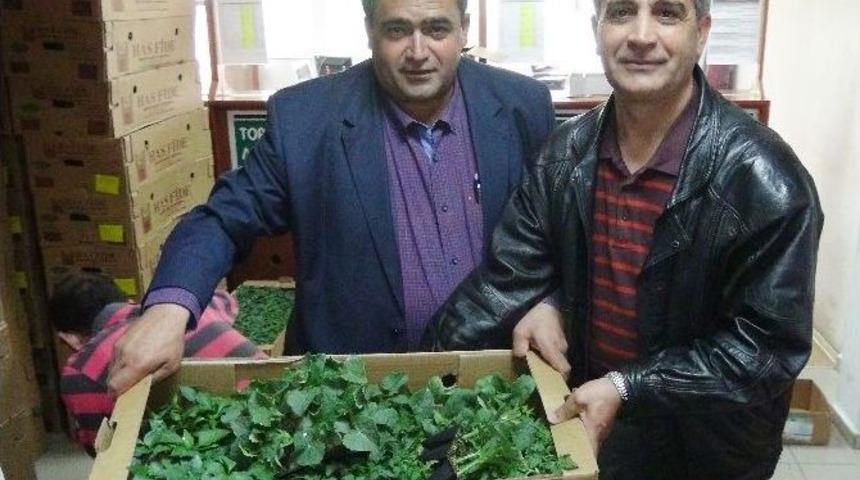 Ziraat Odası&rsquo;ndan &Ccedil;ift&ccedil;ilere 500 Bin Fide Dağıtımı