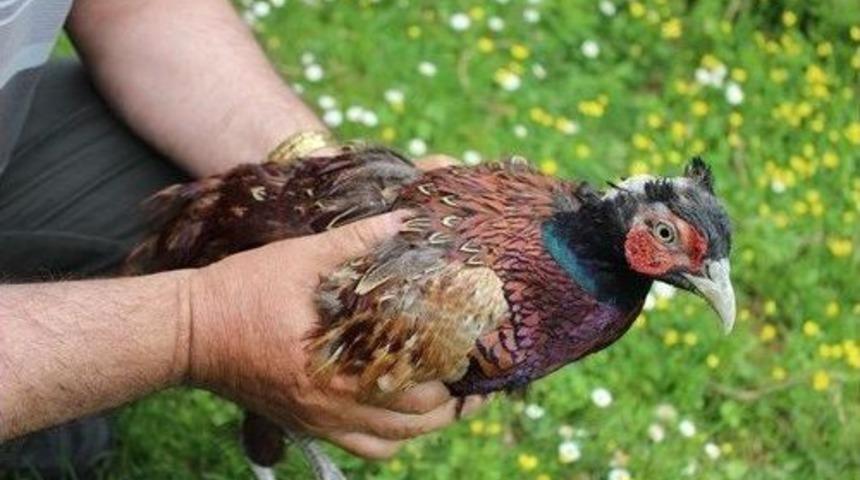 Yaralı S&uuml;l&uuml;n Tedavi Edilerek Doğaya Salındı