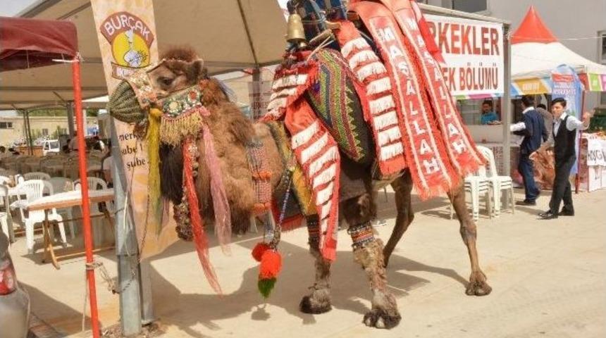 Kermeste 106 Bin Liraya Deve Satıldı