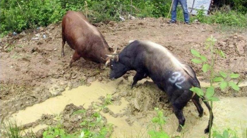 Artvin&rsquo;de Boğa G&uuml;reşleri Nefes Kesti