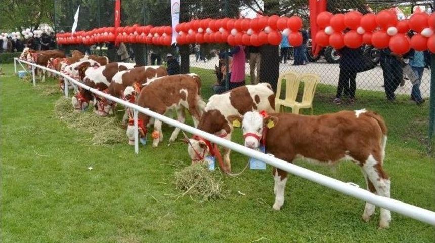 Uşak&rsquo;ta 2. Şampiyon Buzağı Ko&ccedil; Ve Teke Yarışması