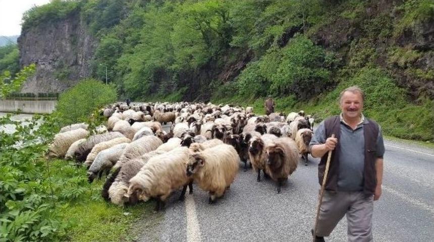 Yayla G&ouml;&ccedil;&uuml; Başladı
