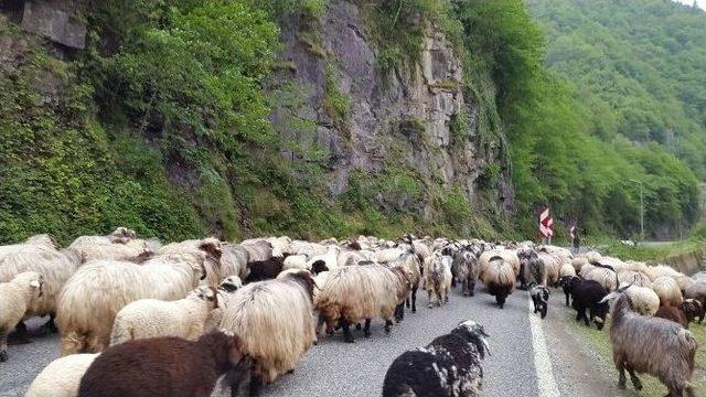 Yayla Göçü Başladı