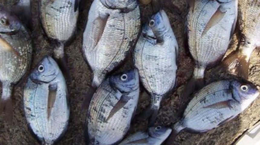 Hangi mevsimde hangi balık yenir