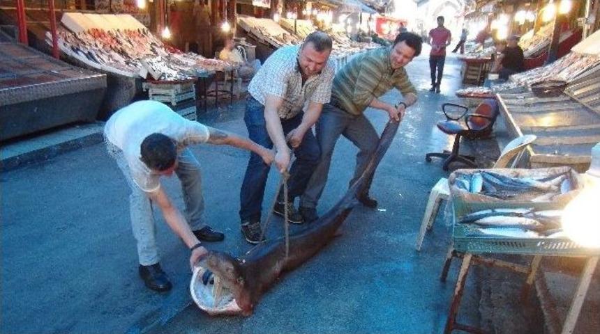 Mersin&rsquo;de Balık&ccedil;ıların Ağına K&ouml;pek Balığı Takıldı