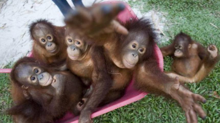 Bu g&ouml;r&uuml;nt&uuml;ler i&ccedil;inizi acıtacak