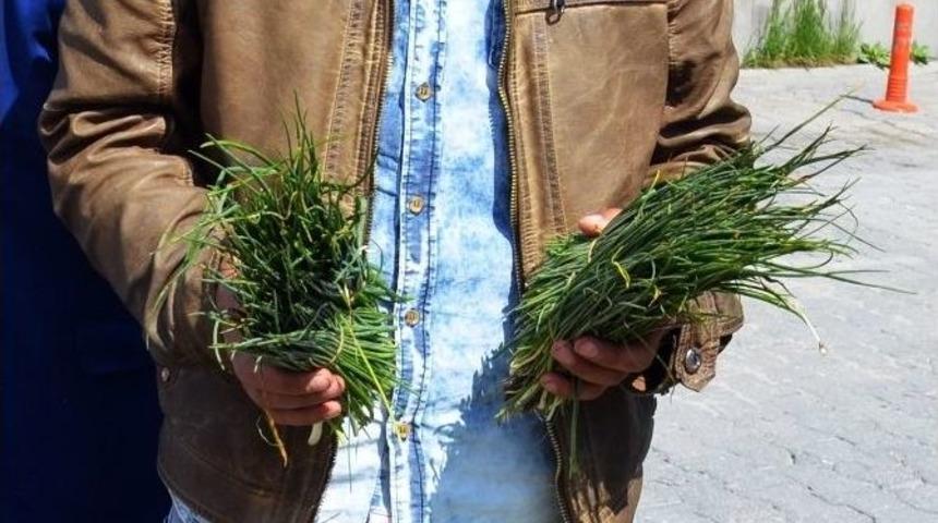 Peynire Katılan Heliz Otu Ve Sirmo Piyasaya &Ccedil;ıktı