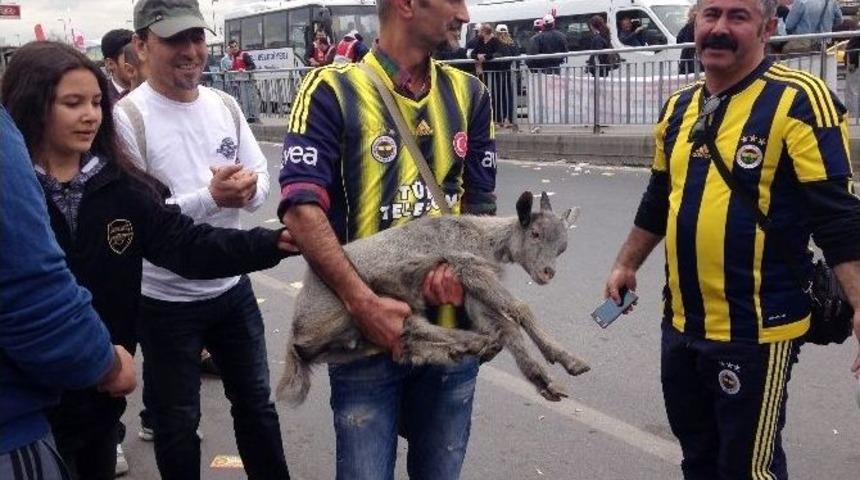 (&ouml;zel Haber) Bakırk&ouml;y&rsquo;de Kalabalığın Arasına Karışan Ke&ccedil;i Yavrusu İlgi Odağı Oldu