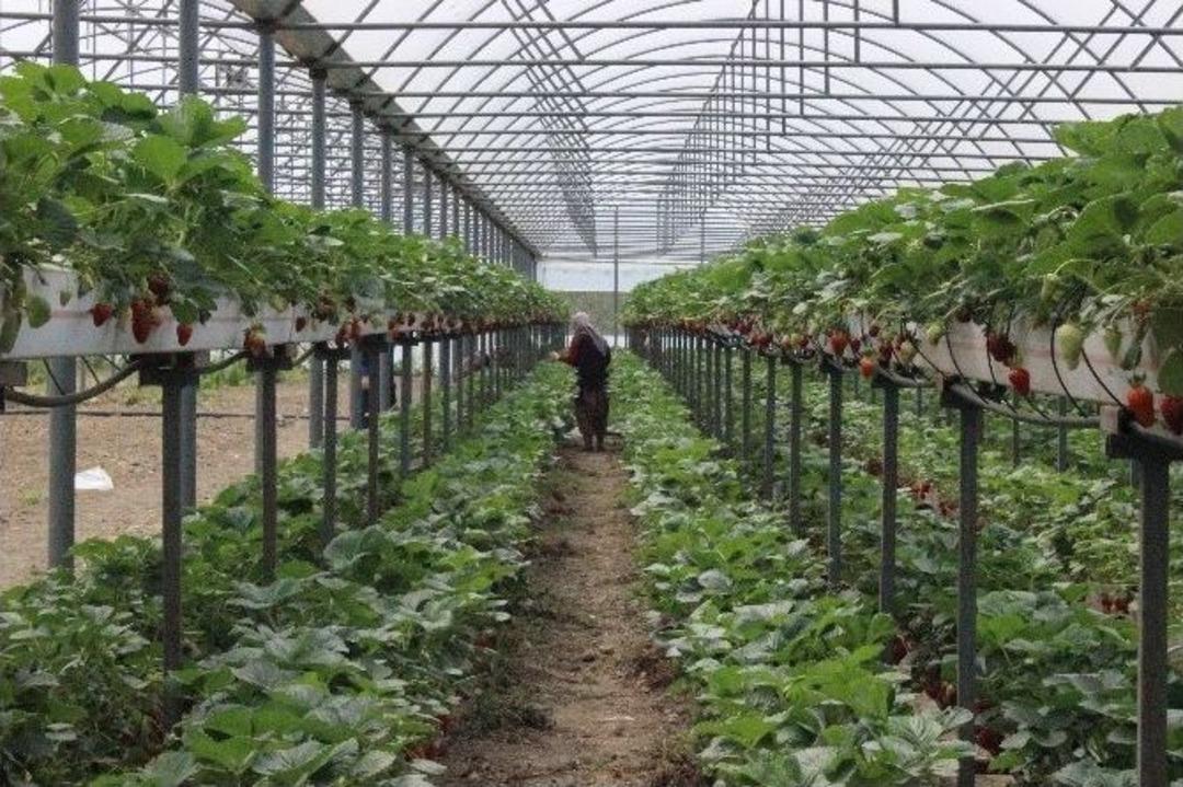 (&ouml;zel Haber) Topraksız Yetişen Organik &Ccedil;ileklere B&uuml;y&uuml;k İlgi