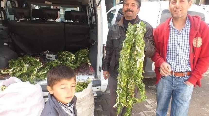 Şifalı Otlar Tezg&acirc;hlarda Yerini Aldı