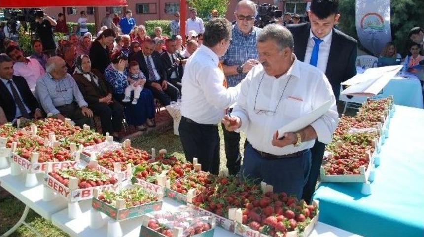 Silifke&rsquo;nin En İyi &Ccedil;ileği Se&ccedil;ildi