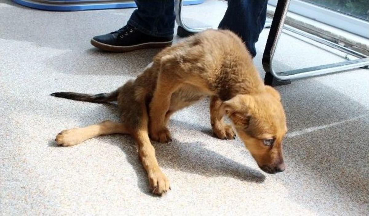 (&ouml;zel) Zeyna&rsquo;nın Yaşam Savaşı Sıcak Yuvaya Bağlı