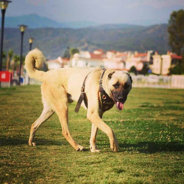 O köpek, Fethiye'de 'turizm zabıtası' oldu