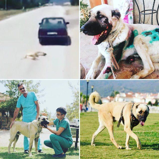 O köpek, Fethiye'de 'turizm zabıtası' oldu