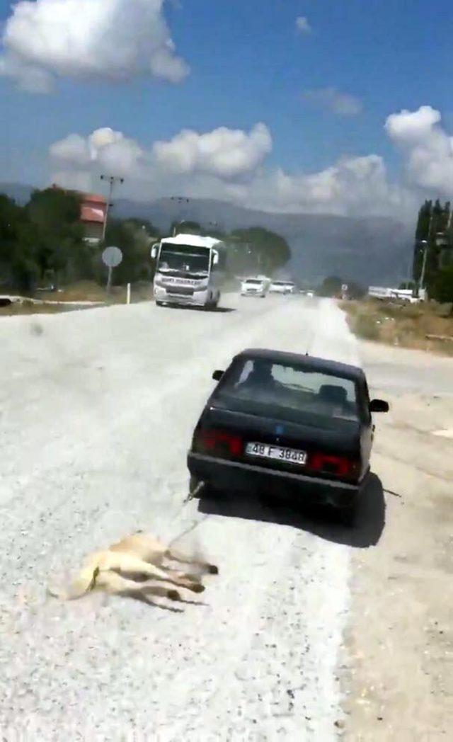 O köpek, Fethiye'de 'turizm zabıtası' oldu