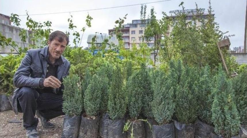 Ahlat&rsquo;ta Fidan Satışı