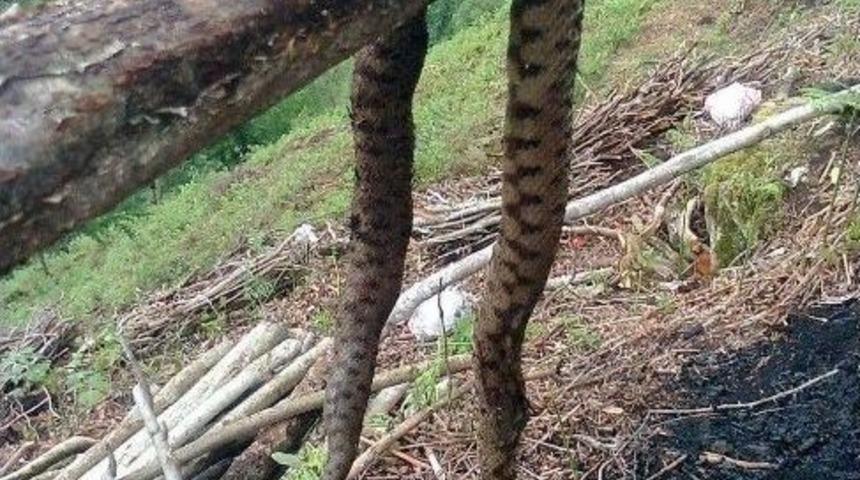 &Ccedil;amlıhemşin&rsquo;de Yılan Korkusu