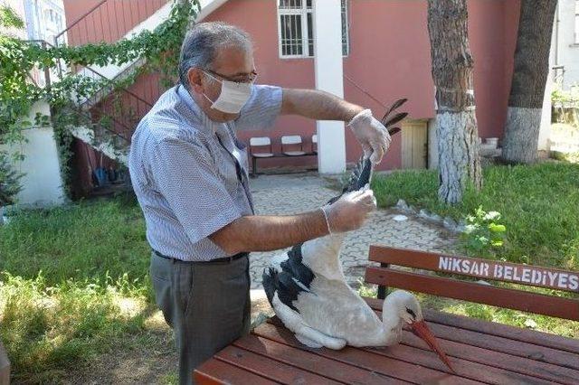 T&uuml;fekle Vurulan Yaralı Leylek Tedaviye Alındı 1