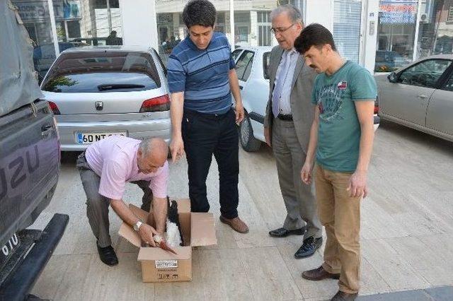 T&uuml;fekle Vurulan Yaralı Leylek Tedaviye Alındı 2