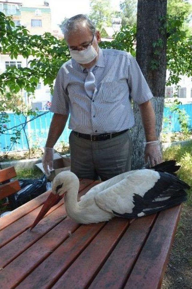 T&uuml;fekle Vurulan Yaralı Leylek Tedaviye Alındı 3