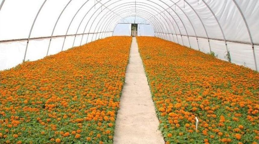 (&ouml;zel Haber) Sıcak Hava Seraya Yaradı