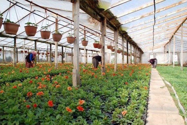 (&ouml;zel Haber) Sıcak Hava Seraya Yaradı 1