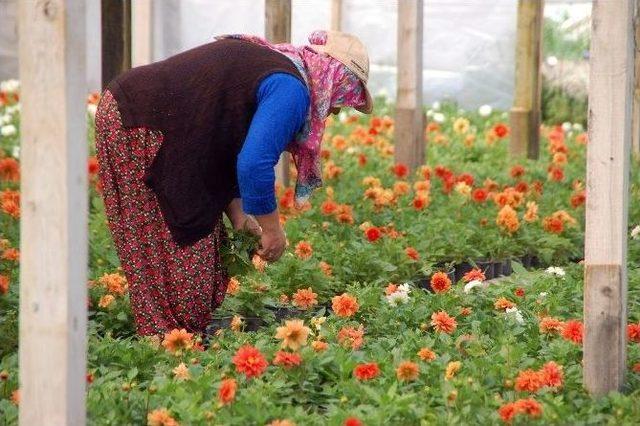 (&ouml;zel Haber) Sıcak Hava Seraya Yaradı 2