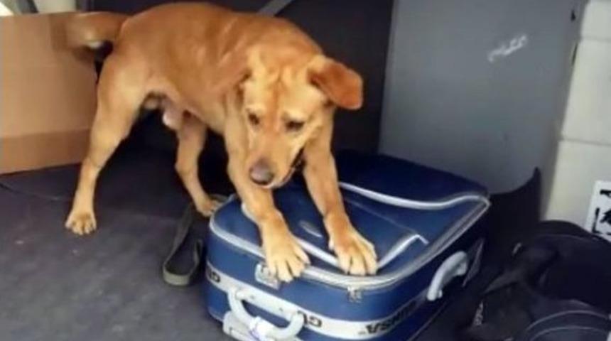 Narkotik K&ouml;pekleri 15 Kilo Esrar Buldu